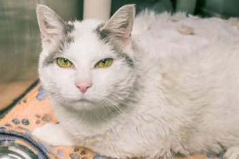 Domestic Short Hair Cats Available for Adoption - MIMI | PetCurious