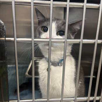 Cora -  Domestic Short Hair Cat for Adoption in Saint Charles, Missouri - Cora | PetCurious