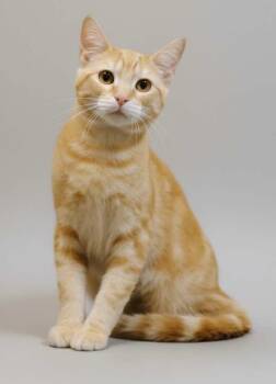 Rescue Tabby and Domestic Short Hair Cats for Adoption - Flash, Thunder And Bolt | PetCurious