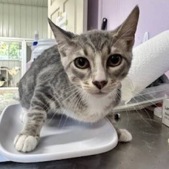 Rescue Domestic Short Hair Cats for Adoption in Grinnell, Iowa - Brennan | PetCurious