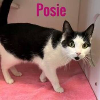 Rescue Domestic Short Hair Cats for Adoption in Pleasantville, New Jersey - Posie | PetCurious