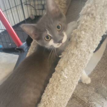 Rescue Domestic Short Hair Cats for Adoption in Portage, Michigan - Jimmy | PetCurious