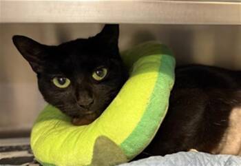 Domestic Short Hair Cats Available for Adoption in Aurora, Illinois - RENI | PetCurious