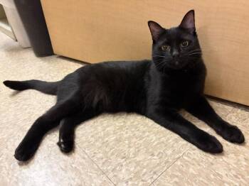 BLAZE -  Domestic Short Hair Cat for Adoption in Waldorf, Maryland - BLAZE | PetCurious
