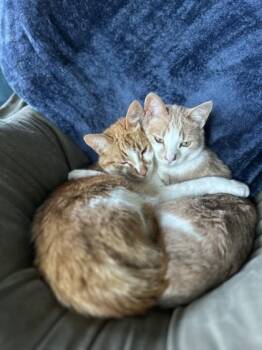 Domestic Short Hair Cats Available for Adoption in Hamilton, Montana - Bruiser | PetCurious