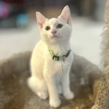 Paulie -  Domestic Short Hair Cat for Adoption in Philadelphia, Pennsylvania - Paulie | PetCurious