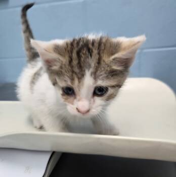 Rescue Domestic Short Hair Cats for Adoption in Evansville, Indiana - Famous Amos | PetCurious