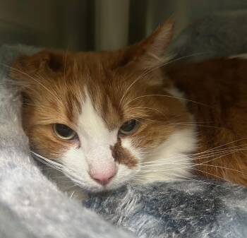 Domestic Medium Hair Cats Available for Adoption - Simba | PetCurious