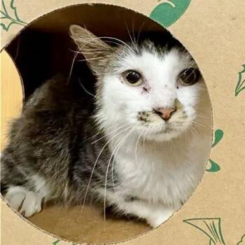 Mac -  Domestic Medium Hair Cat for Adoption in Brentwood, Missouri - Mac | PetCurious