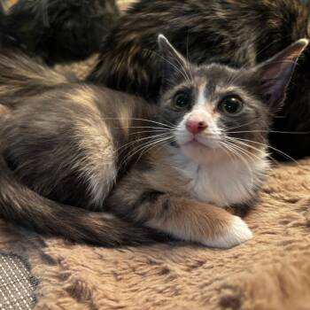 Skipper -  Domestic Short Hair Cat for Adoption in Evanston, Illinois - Skipper | PetCurious
