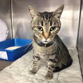 Star Fire -  Domestic Short Hair Cat for Adoption in Los Angeles, California - Star Fire | PetCurious