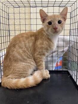 CHEDDAR -  Domestic Short Hair Cat for Adoption in Fort Myers, Florida - CHEDDAR | PetCurious