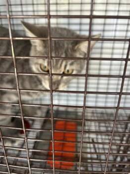 Domestic Short Hair Cats Available for Adoption - A650405 | PetCurious