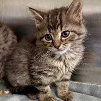 Reef Bonded to Jelly -  Domestic Medium Hair Cat for Adoption - Reef Bonded To Jelly | PetCurious