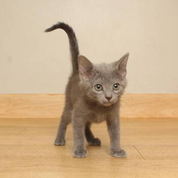 Kent C70760 -  Domestic Short Hair Cat for Adoption in Minnetonka, Minnesota - Kent C70760 | PetCurious