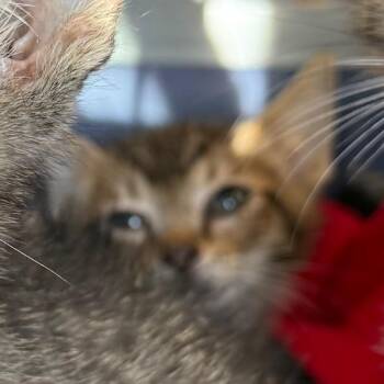 Teefs -  Domestic Short Hair Cat for Adoption - Teefs | PetCurious