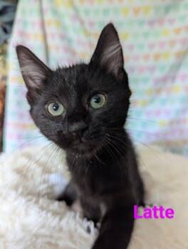 Rescue Domestic Short Hair Cats for Adoption in Atglen, Pennsylvania - Latte | PetCurious