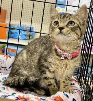 Oyster -  Tabby and Domestic Short Hair Cat for Adoption in Red Bank, New Jersey - Oyster | PetCurious