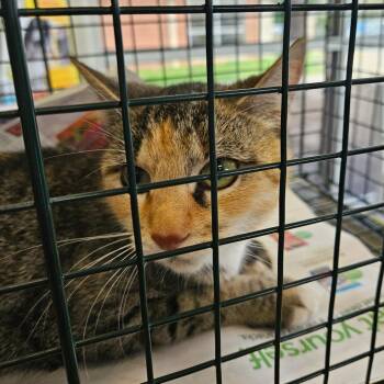 Domestic Short Hair Cats Available for Adoption in Montgomery, Alabama - Patricia | PetCurious