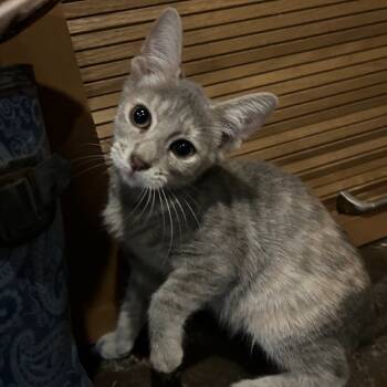 Rescue Domestic Short Hair Cats for Adoption in Austin, Texas - Johnny Appleseed | PetCurious