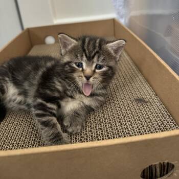 Fresca -  Domestic Short Hair Cat for Adoption - Fresca | PetCurious