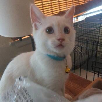Stitch -  Siamese Cat for Adoption in Westminster, California - Stitch | PetCurious