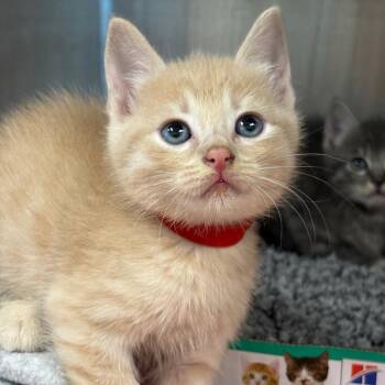Yuji -  Domestic Short Hair Cat for Adoption in League City, Texas - Yuji | PetCurious
