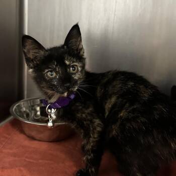Doreen -  Domestic Short Hair Cat for Adoption in Murray, Utah - Doreen | PetCurious
