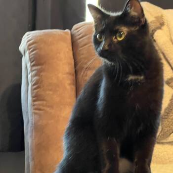 Jazzy -  Domestic Short Hair Cat for Adoption in Campbellsville, Kentucky - Jazzy | PetCurious