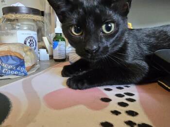 Eva -  Domestic Short Hair Cat for Adoption - Eva | PetCurious