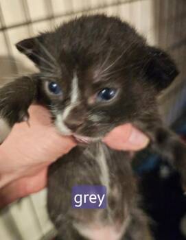 Uriah -  Domestic Short Hair Cat for Adoption in Kennewick, Washington - Uriah | PetCurious