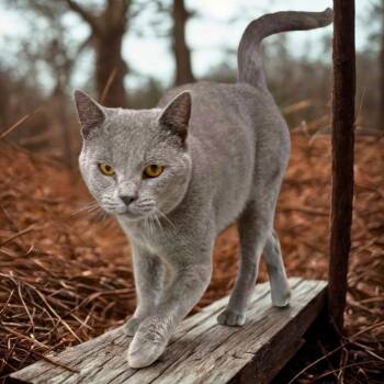 Turtle -  Russian Blue Cat for Adoption in Jefferson City, Tennessee - Turtle | PetCurious