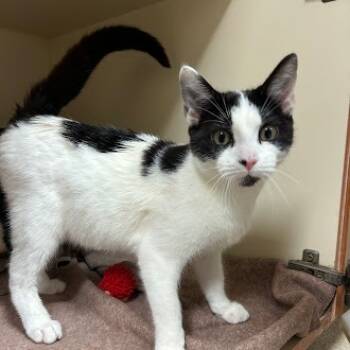 Rescue Domestic Short Hair Cats for Adoption in South Elgin, Illinois - Jax | PetCurious