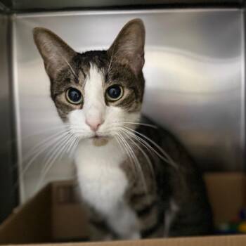 Domestic Short Hair Cats Available for Adoption - Pepper | PetCurious