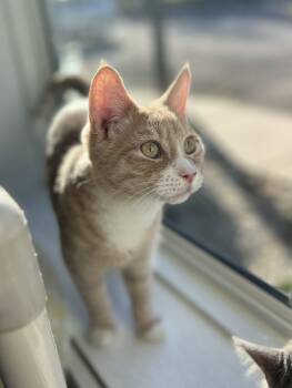 Rescue Domestic Short Hair Cats for Adoption in Geneseo, Illinois - Mousse | PetCurious