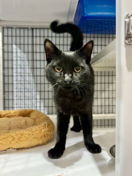 Rescue Domestic Short Hair Cats for Adoption in Camden, South Carolina - Abscessive (Available For Pre-adoption) | PetCurious