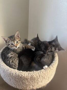 Orion (bonded with Atlas) -  Domestic Short Hair Cat for Adoption in Oakland, California - Orion (bonded With Atlas) | PetCurious