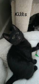 Kitts -  Domestic Short Hair Cat for Adoption in Burnaby, British Columbia - Kitts | PetCurious