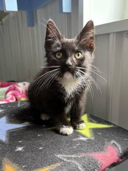 Georgina The Conqueror -  American Shorthair Cat for Adoption in Big Rapids, Michigan - Georgina The Conqueror | PetCurious