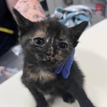 Zinc -  Domestic Short Hair Cat for Adoption in Dearborn, Michigan - Zinc | PetCurious