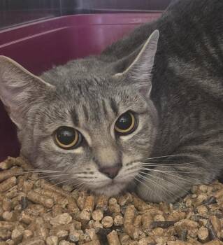 STEELE -  Domestic Short Hair Cat for Adoption in Auburn, California - STEELE | PetCurious