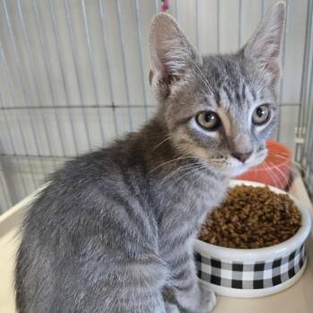 Earl LR7 -  Domestic Short Hair Cat for Adoption in Union, Missouri - Earl LR7 | PetCurious