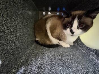 ZOEY -  Snowshoe Cat for Adoption in Pueblo, Colorado - ZOEY | PetCurious