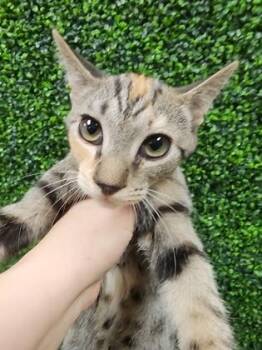 Crescendo $50 -  Domestic Short Hair Cat for Adoption in Seneca, South Carolina - Crescendo $50 | PetCurious