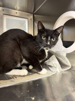 Mr. Worldwide -  Domestic Short Hair Cat for Adoption in Wichita, Kansas - Mr. Worldwide | PetCurious