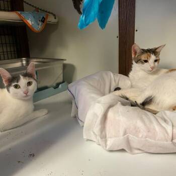 Liberty & Glory -  Domestic Short Hair Cat for Adoption in Braintree, Massachusetts - Liberty & Glory | PetCurious