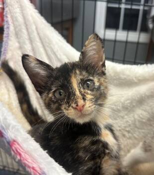 Porcelain -  Domestic Short Hair Cat for Adoption in Winnsboro, South Carolina - Porcelain | PetCurious