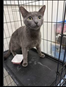 Kelly -  Domestic Short Hair Cat for Adoption in Lafayette, Colorado - Kelly | PetCurious