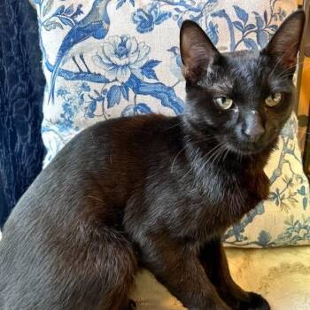 Domestic Short Hair Cats Available for Adoption - Dahl | PetCurious