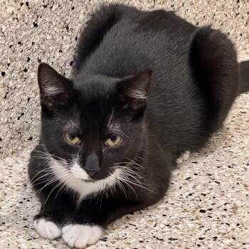 Sebastian -  Domestic Short Hair Cat for Adoption in Oyster Bay, New York - Sebastian | PetCurious